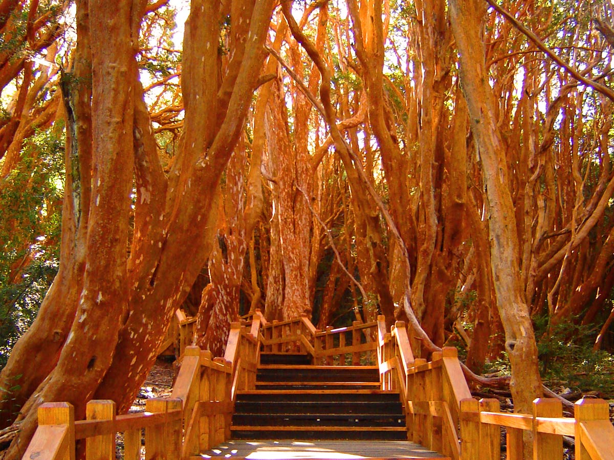 Bosque de Arrayanes