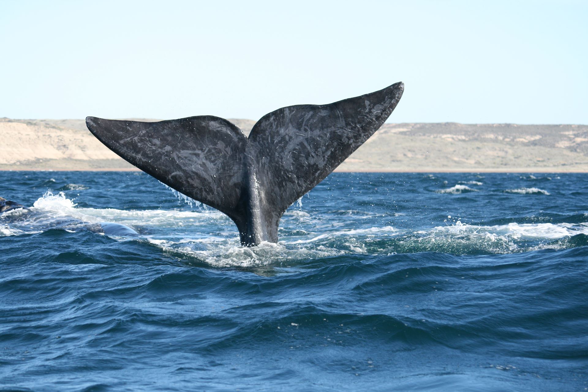 avistaje-ballenas-savarin-turismo